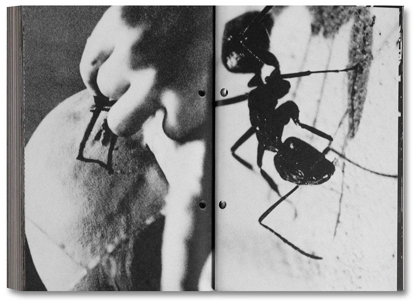 Pi: The Guerilla Diaries - Image 14