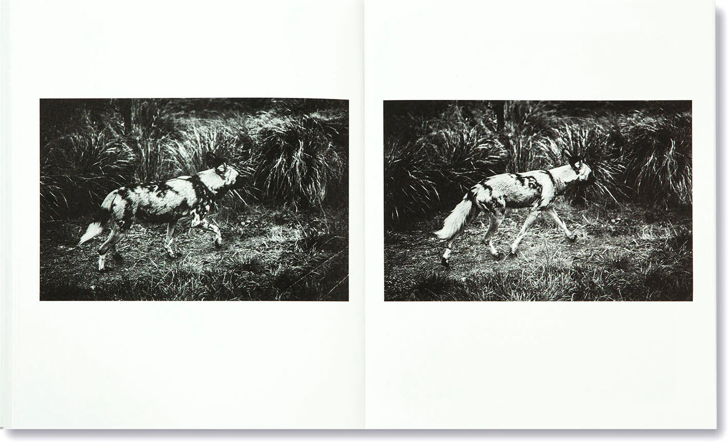 The Swamp - Image 24