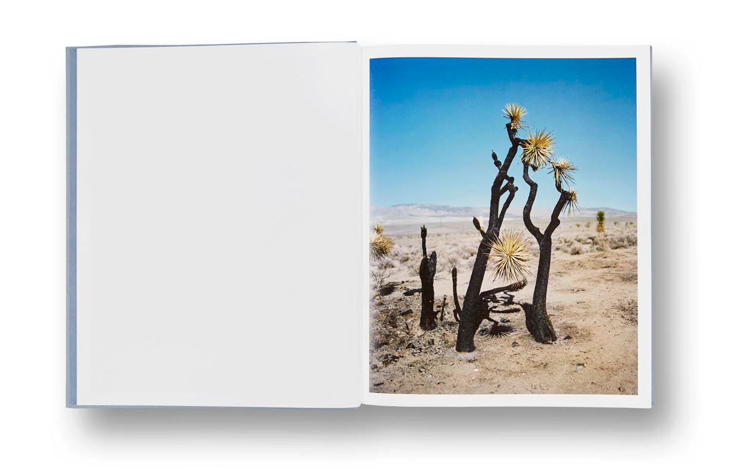 ZZYZX (First edition, signed) - Image 5